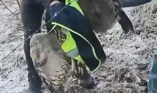 Artvin'de tellere takılan baykuşu İl Özel İdaresi ekipleri kurtardı