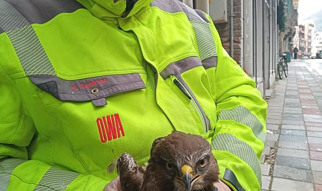 Ayancık'ta yaralı bulunan şahin koruma altına alındı