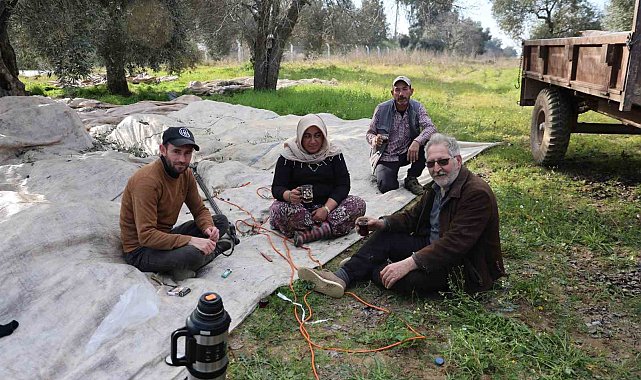 Aydın'da piknik havasında zeytin hasadı