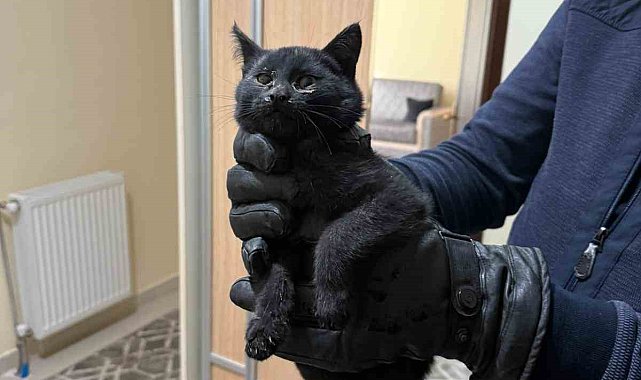 Bacaya giren kedi itfaiyenin 6 saatlik operasyonuyla kurtarıldı
