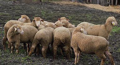 Balıkesir Büyükşehir'den çiftçiye destek
