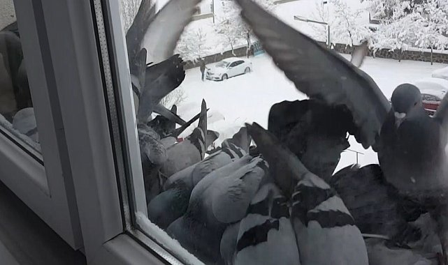 Bayburt'ta dondurucu soğuk: Güvercinler yem bulmak için pencerelere akın etti