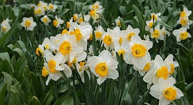 Bayındır'da yetişen nergis, bilimde öne çıkıyor