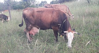 Bilecik Pazaryeri'nde çok sayıda mahalle ve köy karantinada