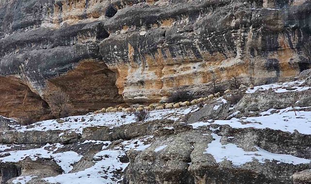 Bin 600 rakımda sürülerin yolculuğu kamerada