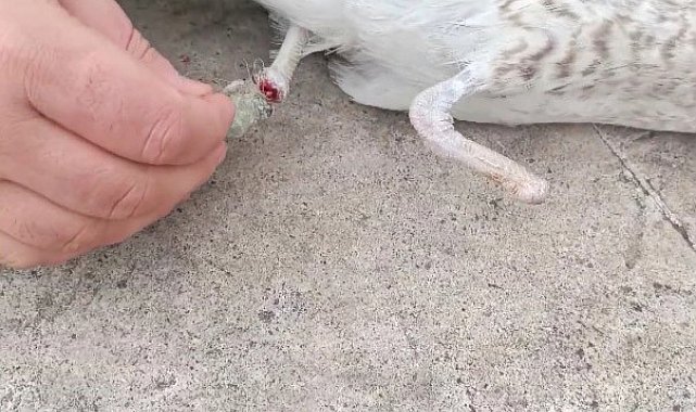 Bir ayağı ampute, bir ayağı misinaya dolandı: Pendik'te martının kurtarılma anı kameralarda