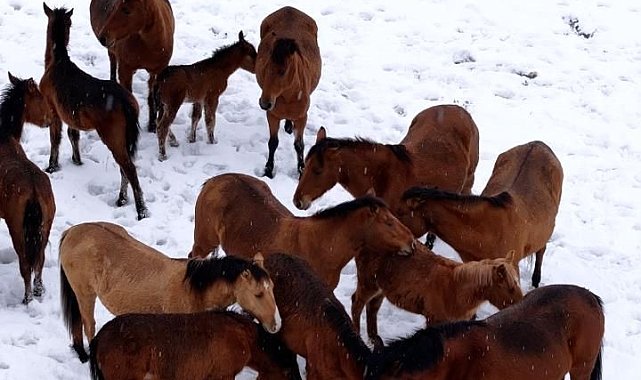 Bolu'da şehir merkezine inen yılkı atlarını belediye ekipleri besledi