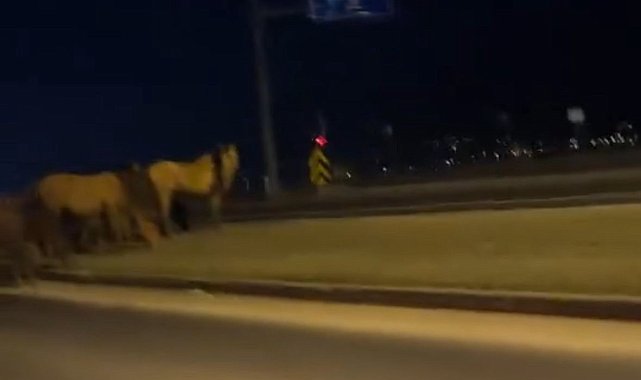 Bolu'da yılkı atları D-100'e indi: Orta refüjde otladılar