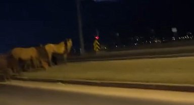 Bolu'da yılkı atları D-100'e indi: Orta refüjde otladılar