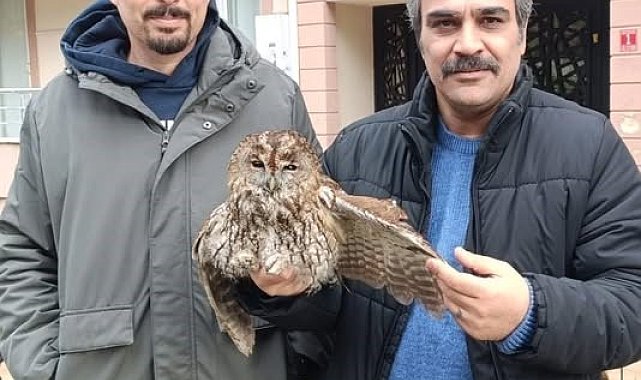 Burhaniye de soğuk hava yaban hayvanlarını da olumsuz etkiledi