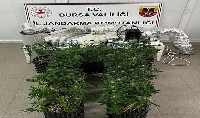 Bursa İnegöl'de evde esrar üretimine Jandarma baskını