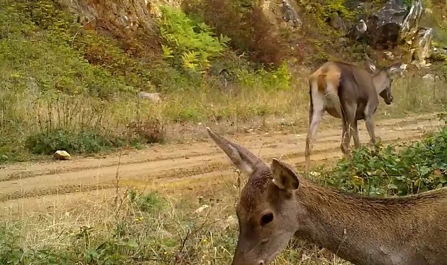 Bursa'nın kızıl geyikleri fotokapana takıldı
