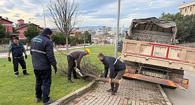 Bursa'da şiddetli lodosun devirdiği ağaçlara Osmangazi'den anında müdahale