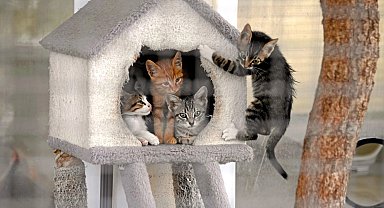 Can dostların kalbi Bursa Osmangazi'de atıyor