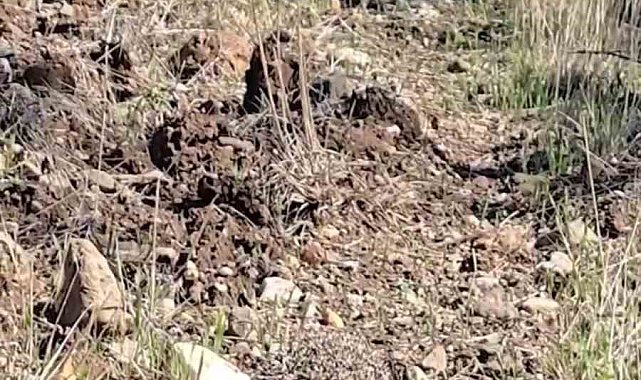 Çanakkale'de tedavisi tamamlanan kirpi doğaya salındı