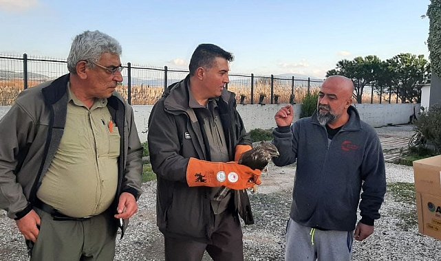 Çanakkale'de yaralı şahin koruma altına alındı