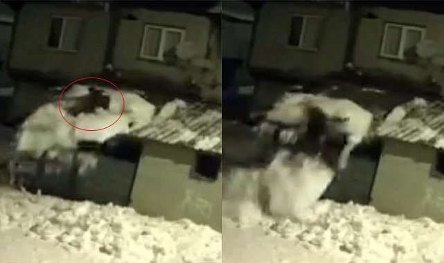 Çatıdaki karı temizlerken kar kütlesiyle zemine düştü