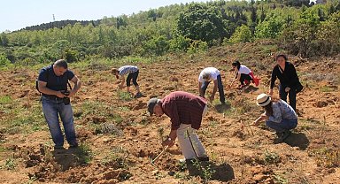 ÇEKÜL'den doğaya 116 bin can! 7 Ağaç Ormanları 2025'te rekor dikime ulaştı