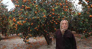 Çiftçinin dalından bedavaya vermeye razı olduğu mandalina bahçelerinde toprak turuncuya döndü