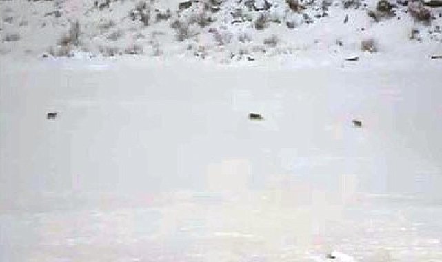 Çukurca'da kurt sürüsü görüntülendi