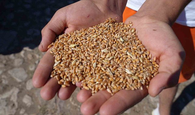 Demirözü'nde çiftçilere yüzde 100 hibeli üretim desteği