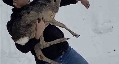 Düzce'de yaralı halde bulunan yavru karaca koruma altına alındı