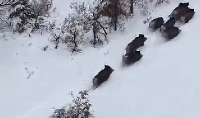 Elazığ'da domuz sürüsü dron ile görüntülendi