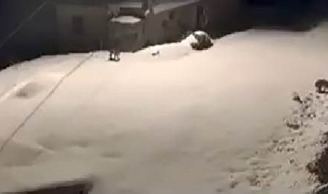 Elazığ'da nesli tükenmekte olan vaşak ailesi görüldü