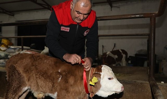 Elazığ'da yılın ilk buzağısına "Bereket" adı verildi