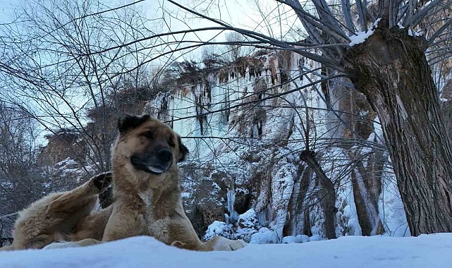Erzincan'da doğa dondu, Girlevik Şelalesi buz kesti