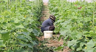 Erzincan'da kadın çiftçilere yüzde 50 hibeli sera desteği