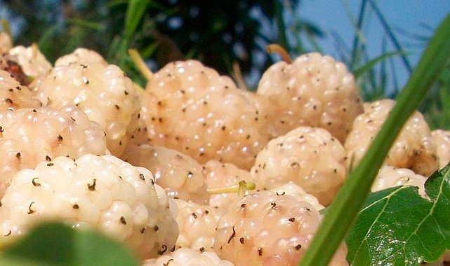 Erzincan'da kapama dut bahçesi kurulacak: Üreticiye yüzde 50 hibe