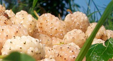 Erzincan'da kapama dut bahçesi kurulacak: Üreticiye yüzde 50 hibe