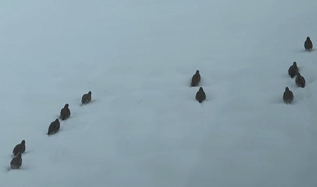 Erzincan'da keklik ve tavşan avı yasaklandı