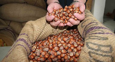 Fındık fiyatları durağan seyrini sürdürüyor