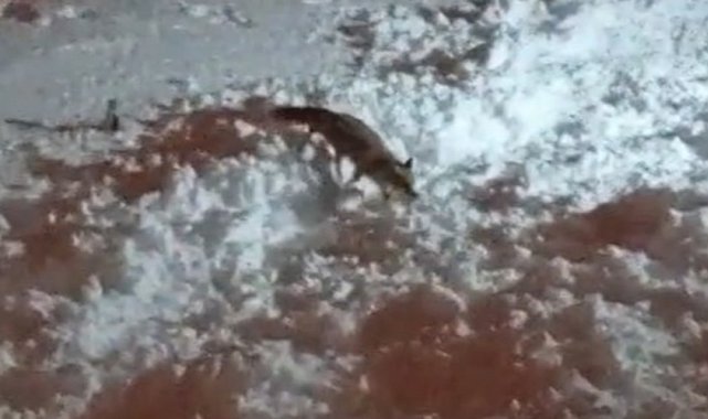 Hakkari'de aç kalan tilkiler şehirde yiyecek aradı