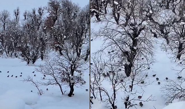 Hakkari'de onlarca keklik köye indi