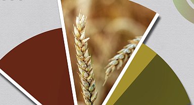 Hububat ve bakliyatta ekilişler gecikti, gelişim yavaşladı... TMO'dan fenolojik rapor alarmı!