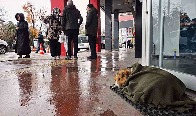 İç ısıtan hareket: Soğuktan titreyen köpeği şalla sardılar