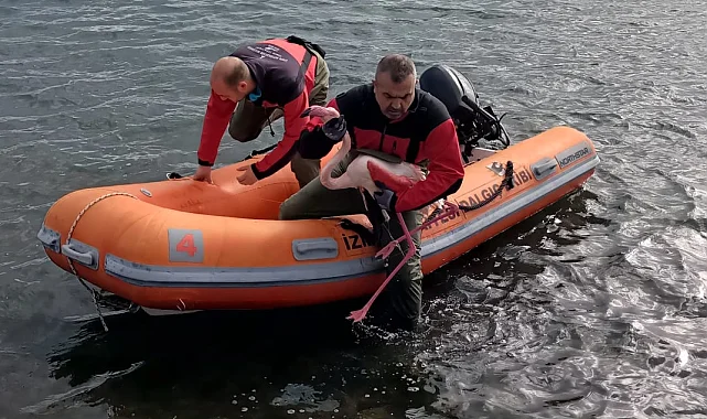İzmir İtfaiyesi ayağına misina dolanan flamingoyu kurtardı