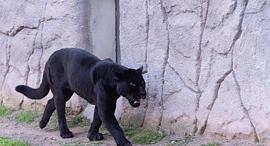 İzmir'de Doğal Yaşam Parkı'nın jaguarı Juliet yaşamını yitirdi!