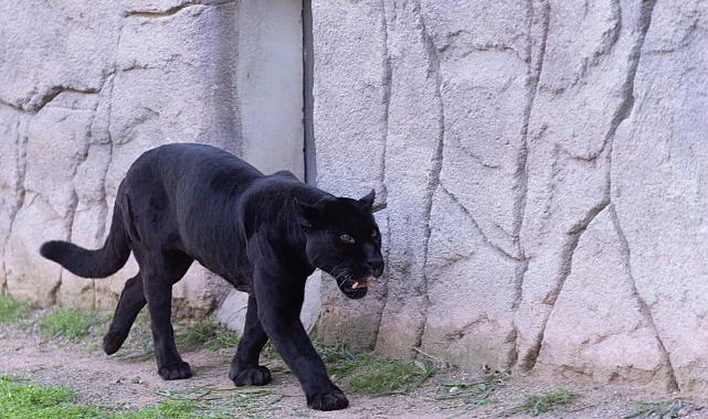 İzmir'de Doğal Yaşam Parkı'nın jaguarı Juliet yaşamını yitirdi!