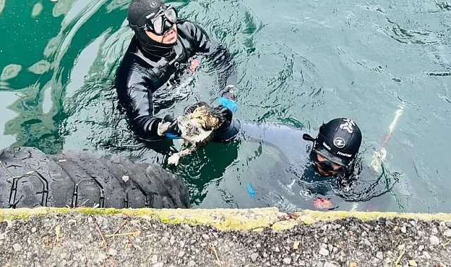 İzmir'de iskele altında sıkışan kediyi itfaiye kurtardı