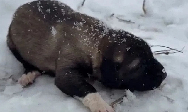 Kadın savcı yavru köpeğe eziyeti affetmedi