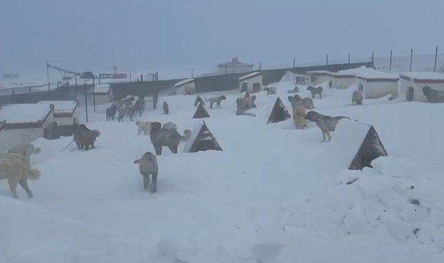 Kangallarını beslemek için yola çıktı, çiftliğe vardığında gözlerine inanamadı