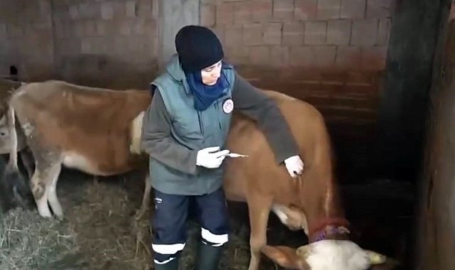 Kar altında şap seferberliği