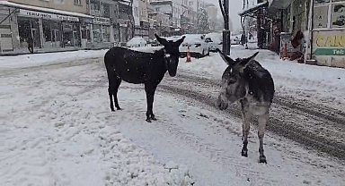 Kar altındaki eşekleri çiftliğine götürüp besledi