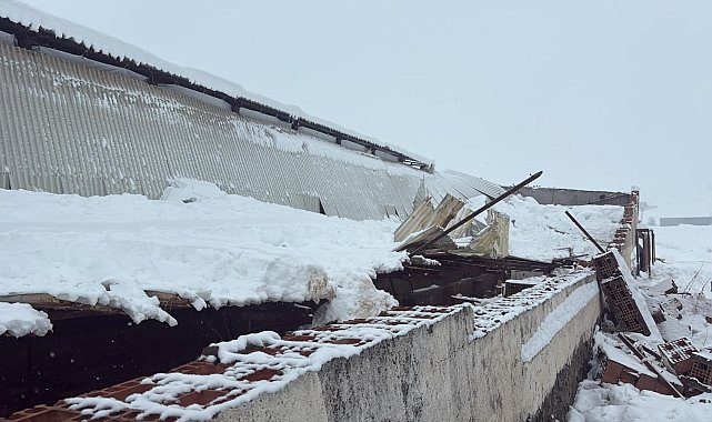 Kar nedeni ile ahırın çatısı çöktü, 11 hayvan telef oldu
