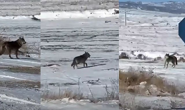 Kar yağdı, kurtlar şehre yaklaştı