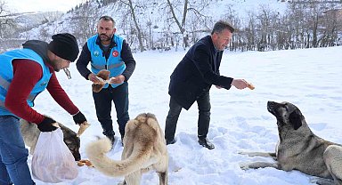Karla kaplanan orman ve yaylalardaki canlılara şefkat eli